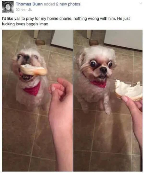 Viral Facebook post showing a small dog with wide eyes staring at a bagel.