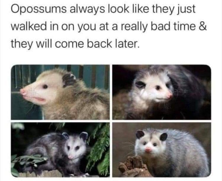 A four-panel animal compilation image layout used as a classic meme showcasing different wild opossums making intensely wide-eyed, awkward facial expressions under situational text.