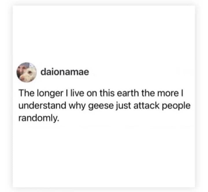 A classic meme text tweet from user daionamae presenting a cynical, funny realization about animal behavior: "The longer I live on this earth the more I understand why geese just attack people randomly."