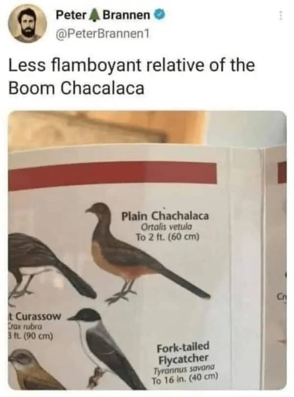 A bird identification guidebook page highlighting a bird hilariously named the Plain Chachalaca.