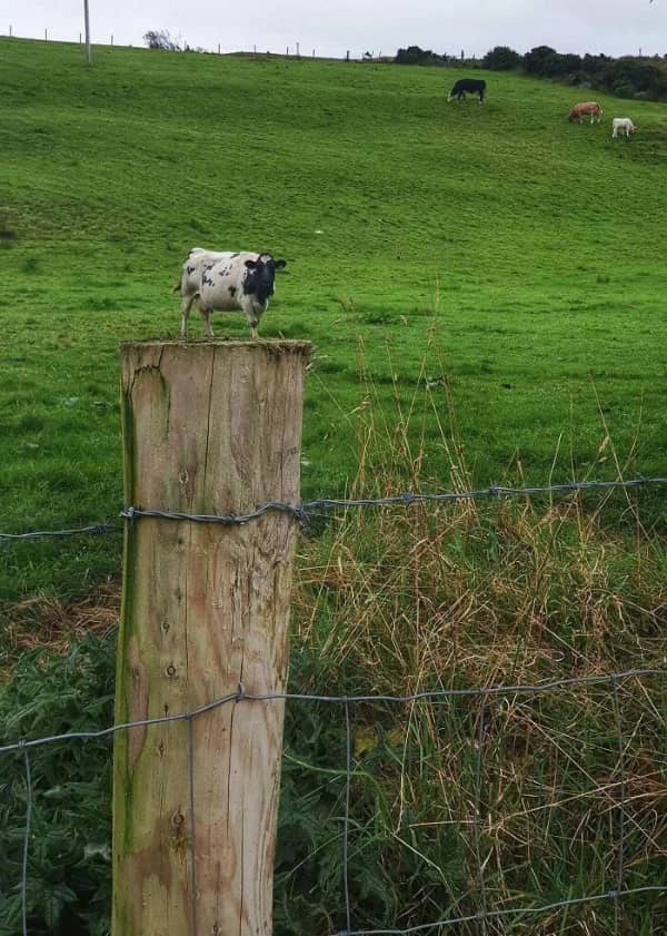 A spotted black and white cow standing on a distant hill positioned directly on a fence post.