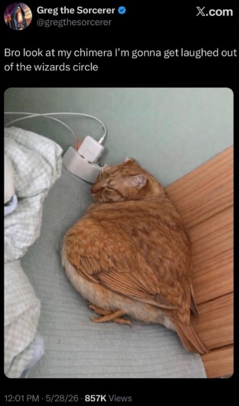 A magical-mishap dnd meme shares an X post from Greg the Sorcerer worrying about being laughed out of his local wizards' circle. The attached image displays an orange tabby cat hilariously photoshopped onto a fat, round sparrow's body with wings and small bird feet, sleeping next to a phone charger wall outlet.