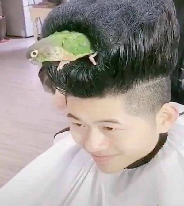 Close-up of a person with a tall, bowl-cut hairstyle featuring a small green parrot nesting inside.