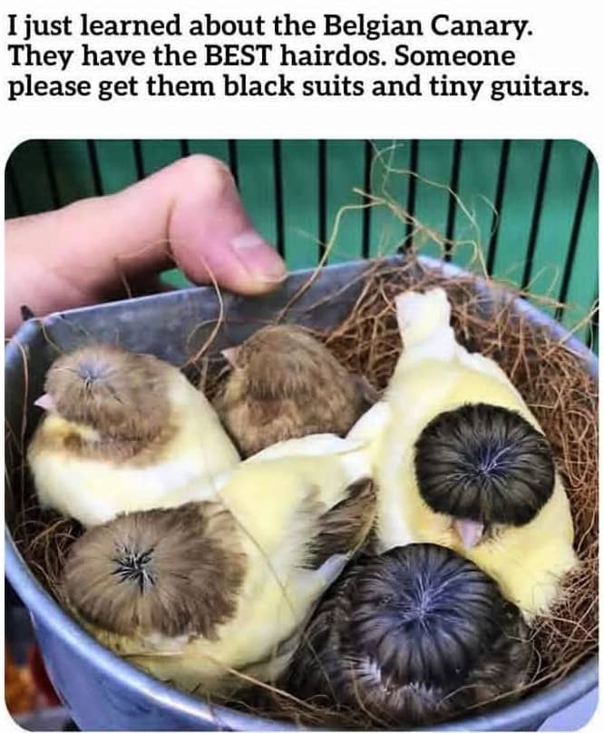 Group of Belgian Canary chicks sitting in a metal bowl showing off unique bowl-cut plumage.