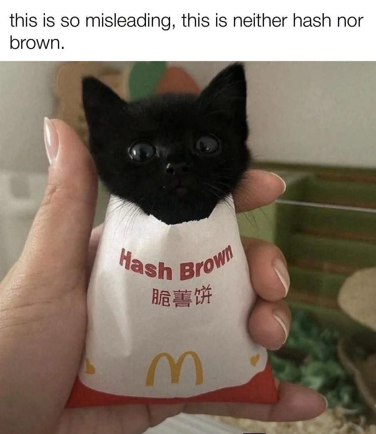 Cute black kitten poking its head out of a McDonald's hash brown bag.