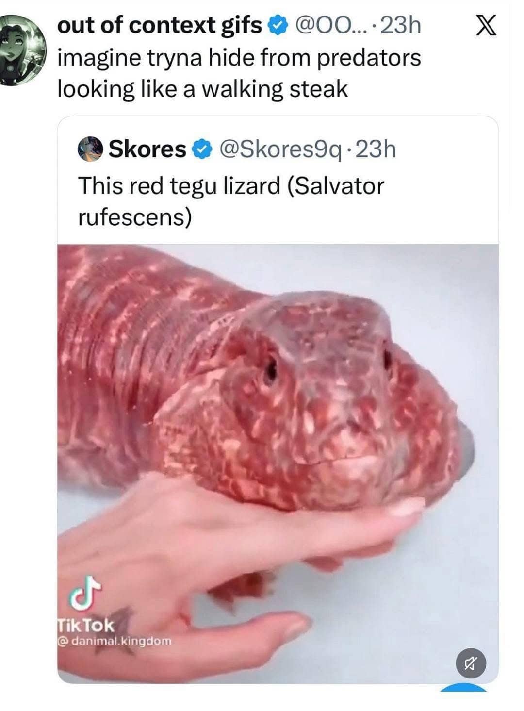 Red tegu lizard resembling a raw steak with funny text about hiding from predators.