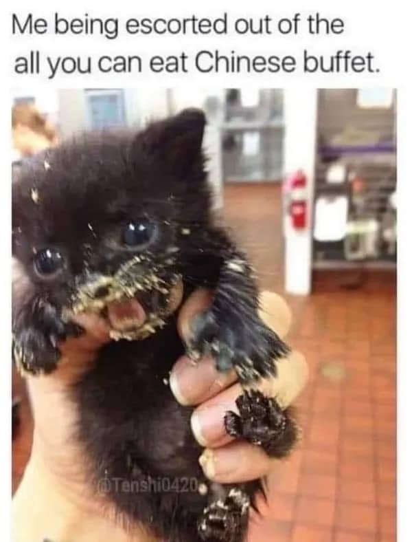 A messy, tiny black kitten covered in food being held up after a buffet visit.
