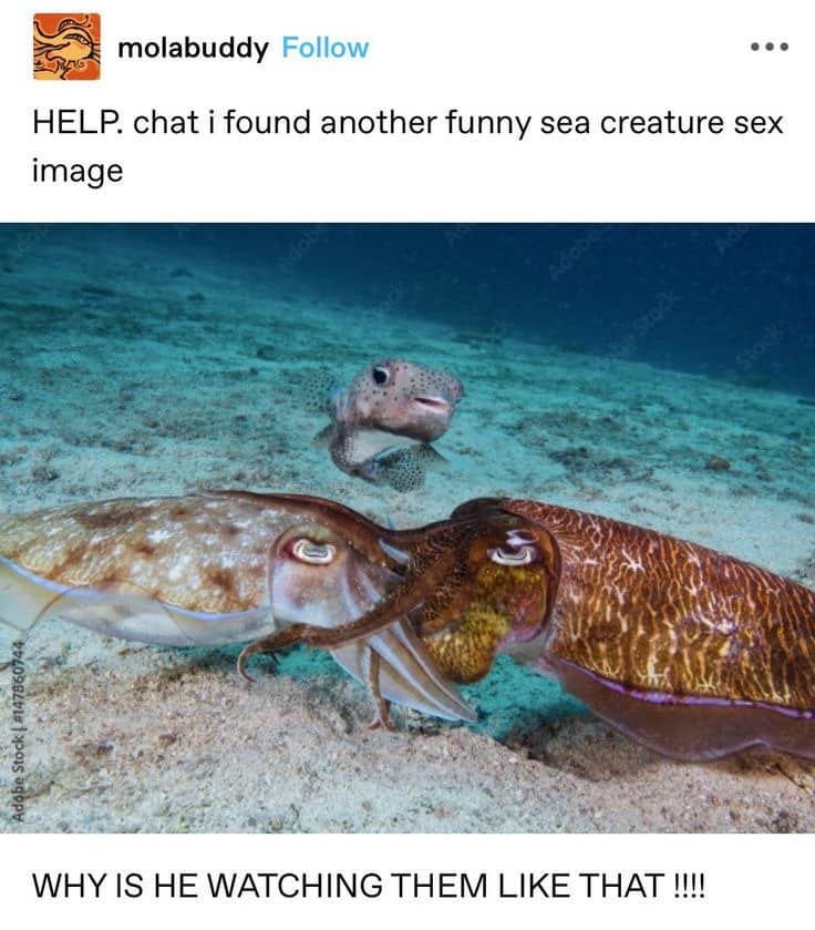Funny cuttlefish meme under water on sand with small pufferfish staring blankly in background.
