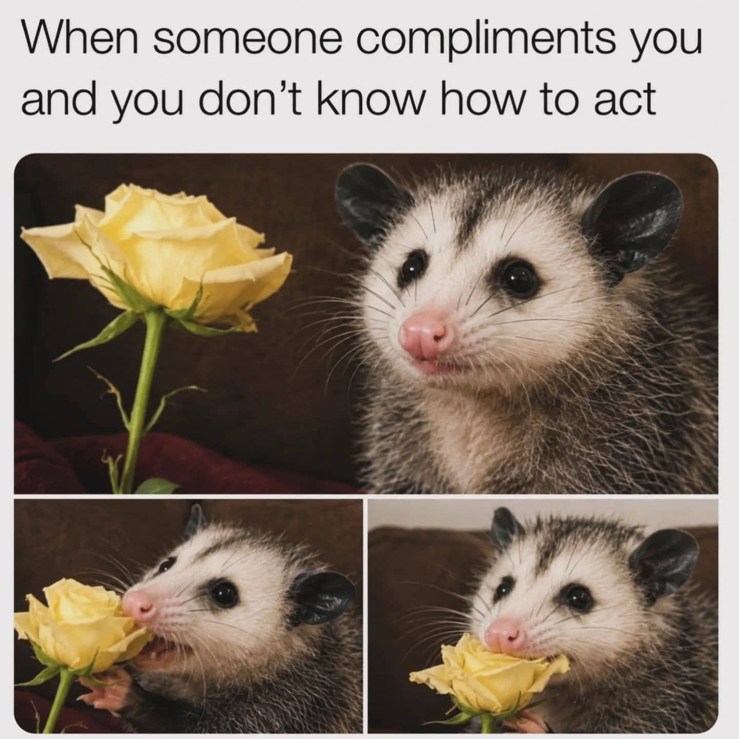 Adorable three-panel meme of an opossum receiving a yellow rose and shyly biting it.