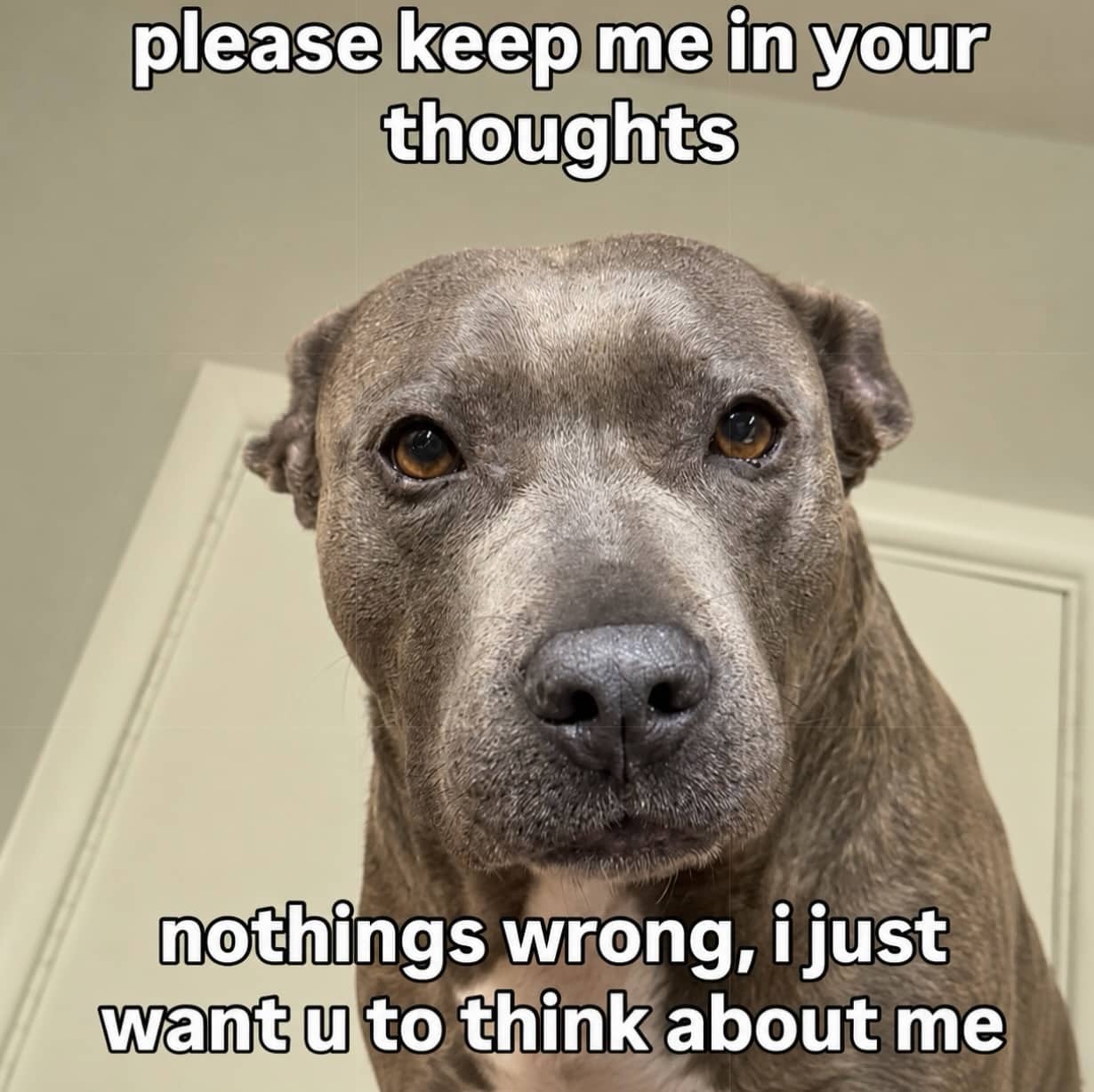 Cute close up picture of a dog with a needy text caption demanding attention.