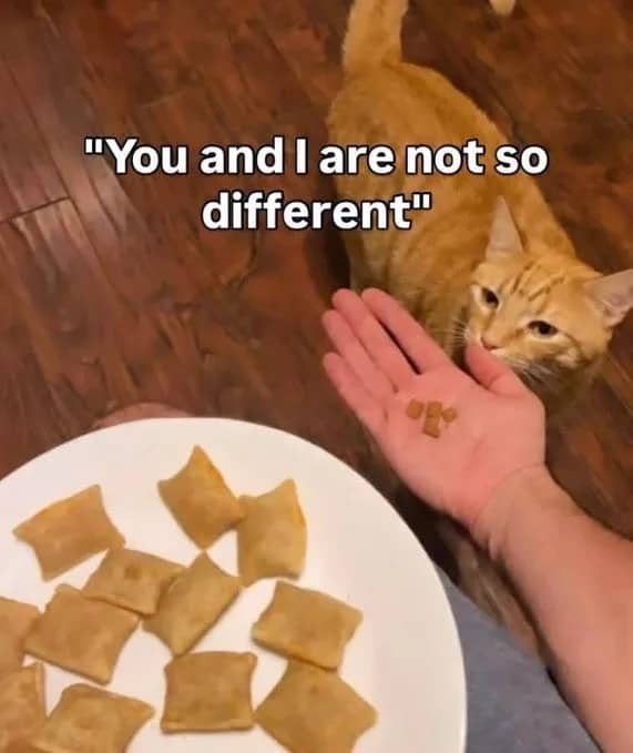 Orange cat looking at small treats in palm next to plate filled with pizza rolls.