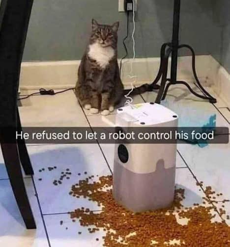 Grey tabby cat looking defiantly next to spilled dry kibble and automatic feeder pet meme.