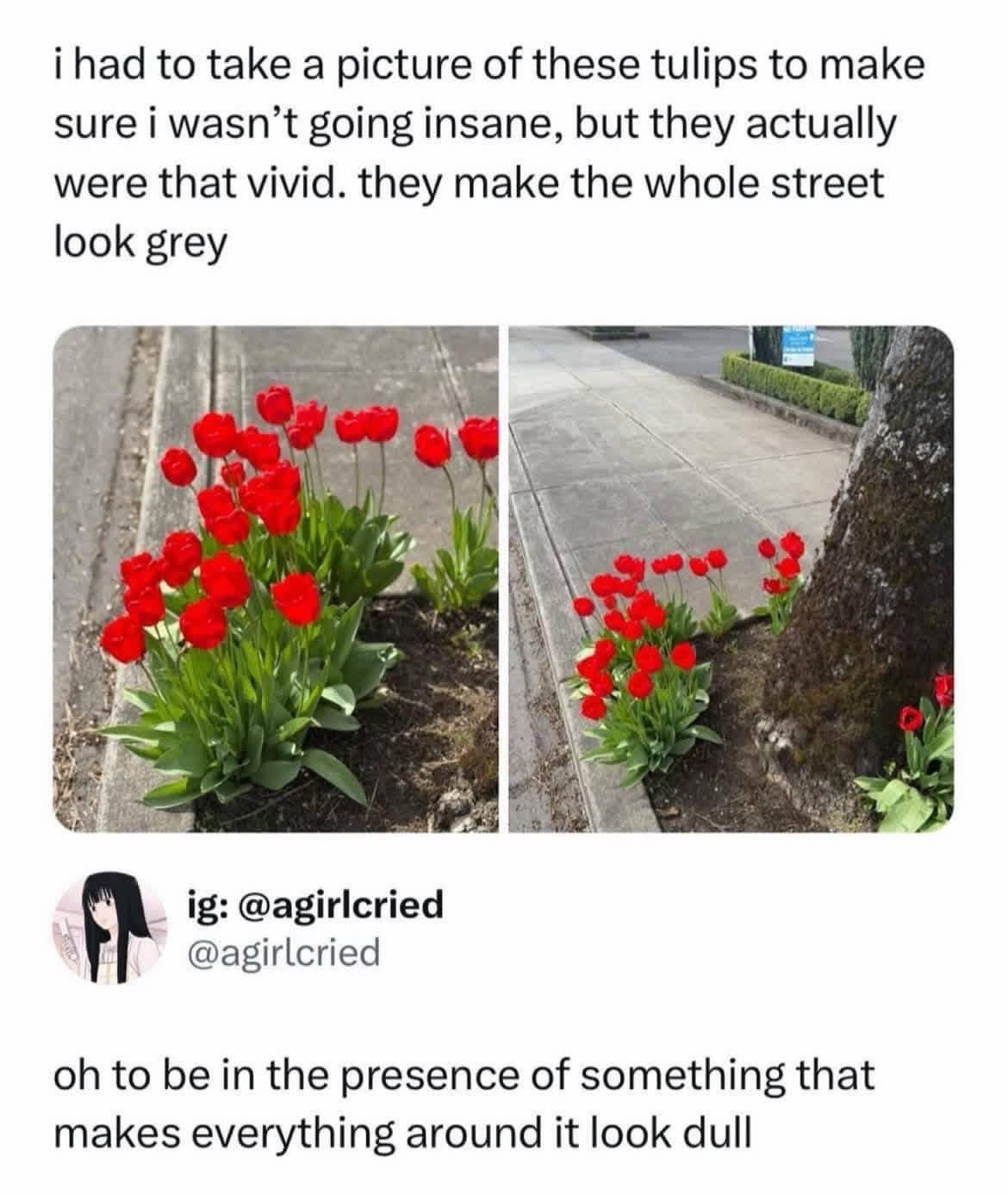 Vibrant red tulips blooming on a gray sidewalk street next to a tree trunk.