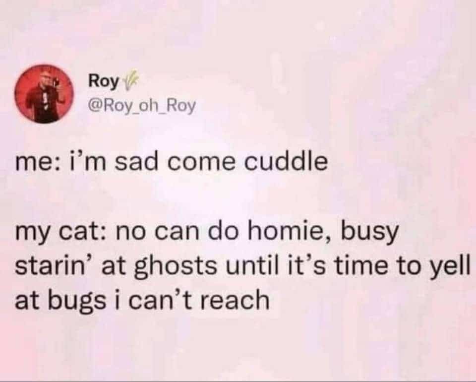 Funny tweet about a cat refusing to cuddle because it is busy staring at ghosts.