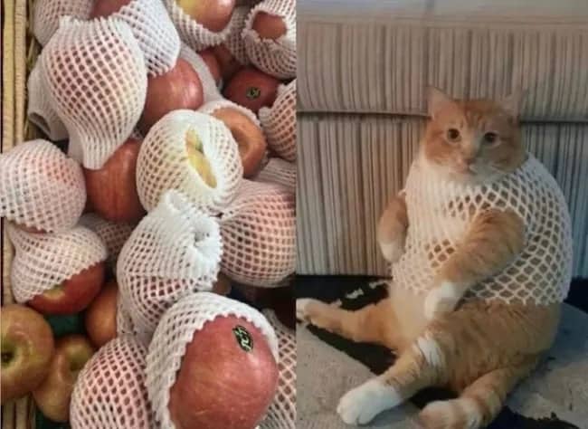 Wholesome side by side comparison meme of protected apples and a chubby orange cat wearing a fruit foam net.