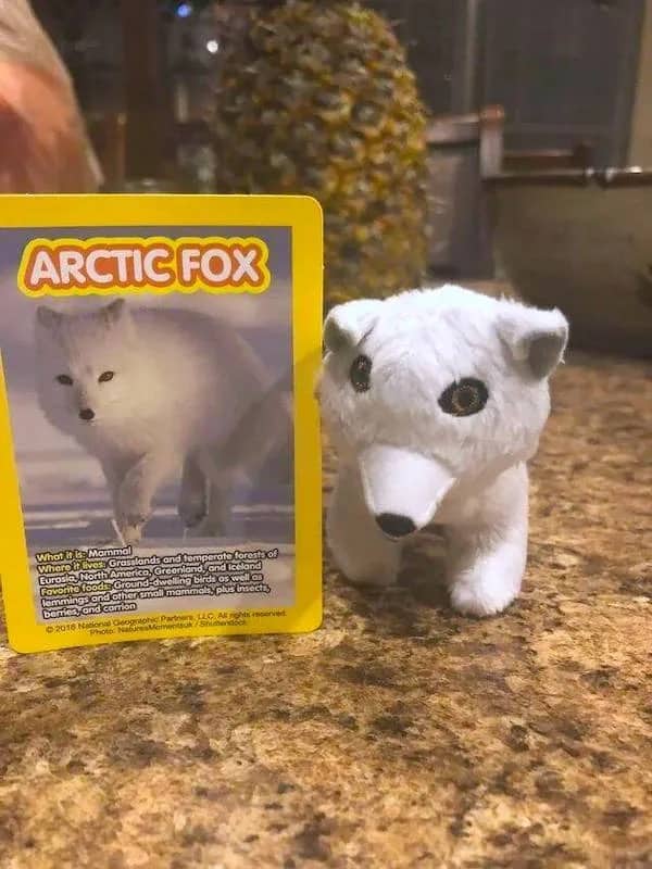 A poorly designed white arctic fox plush toy standing next to its informative card.