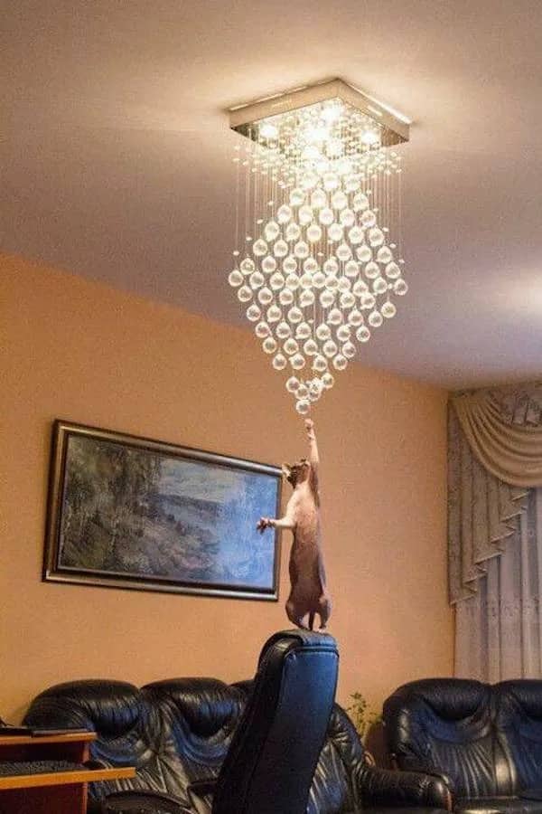A cat standing precariously on the headrest of a black leather chair reaching for a chandelier.
