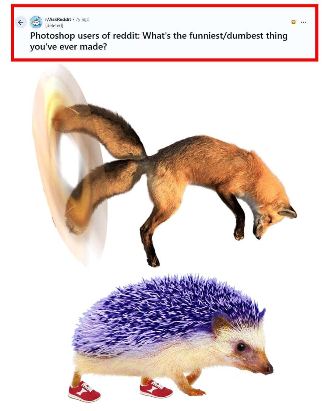 Photoshop creation of a fox traveling through a portal and a hedgehog wearing sneakers.