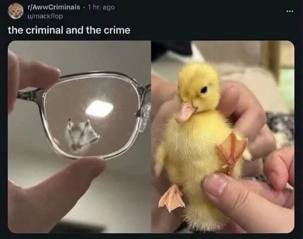Cute Reddit meme showcasing a tiny yellow duckling next to its webbed footprint smudge on glasses.
