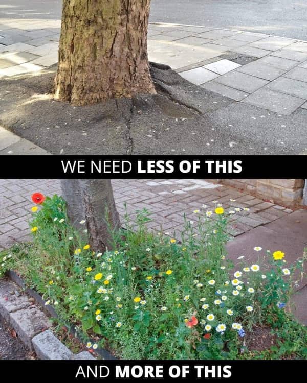 Split image showing a pavement cracked by tree roots versus a beautiful urban wildflower bed.