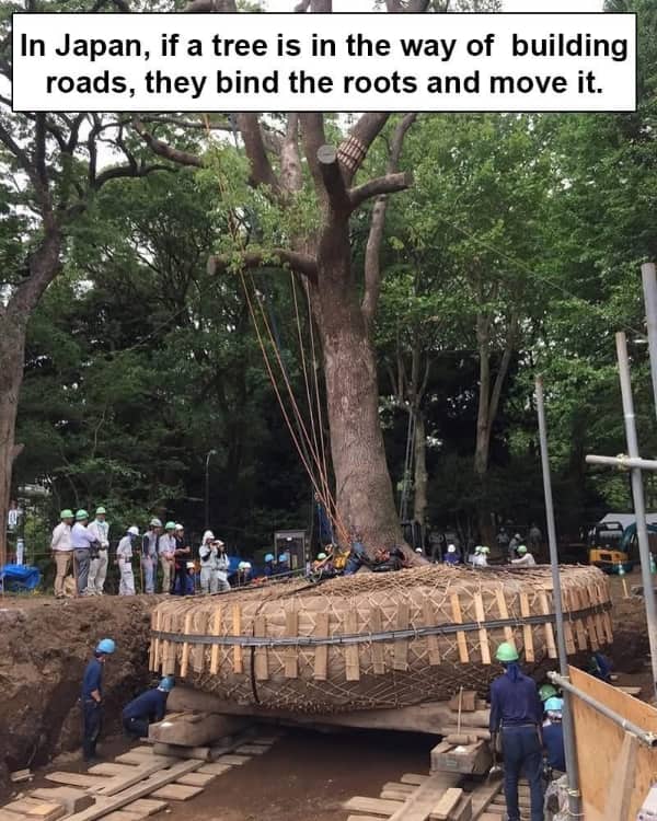 Workers in Japan carefully binding and lifting a massive tree to relocate it safely.