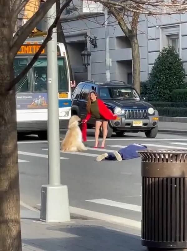 Woman holding a dog on a crosswalk while a photographer lies in the street.