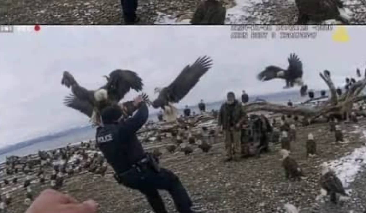 Police officer wrestling a bald eagle on a rocky beach meme template.
