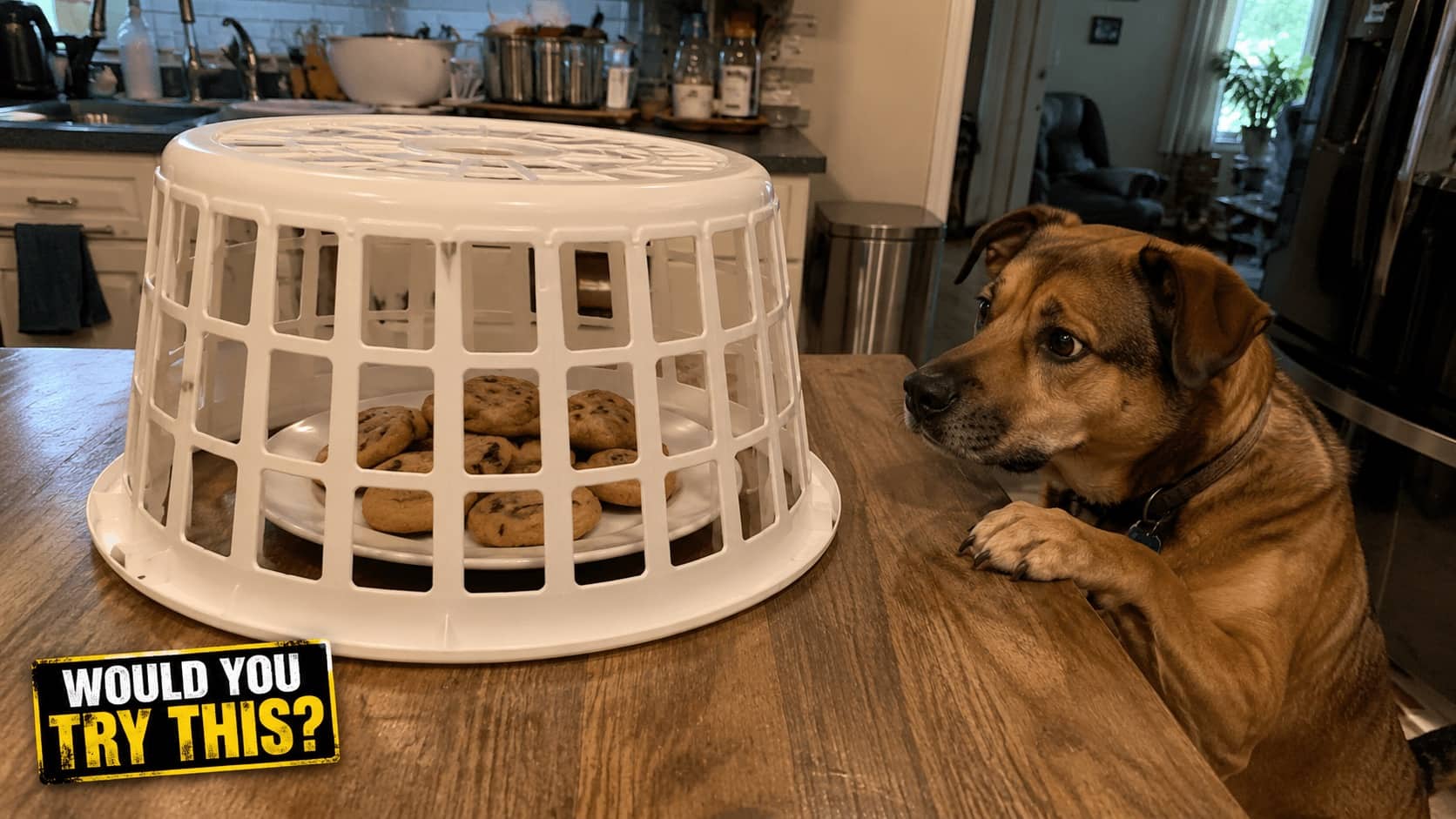 Brown dog staring longingly at cookies trapped under an overturned white plastic laundry basket.