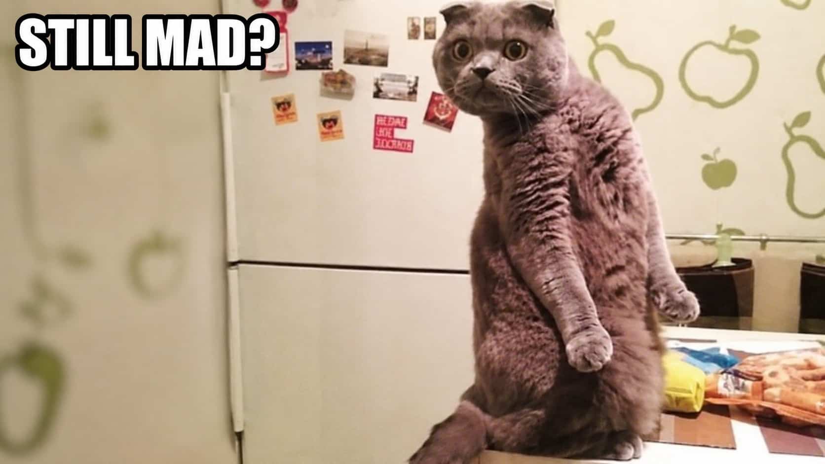 Grey cat standing upright near refrigerator in kitchen for memes for couples collection.