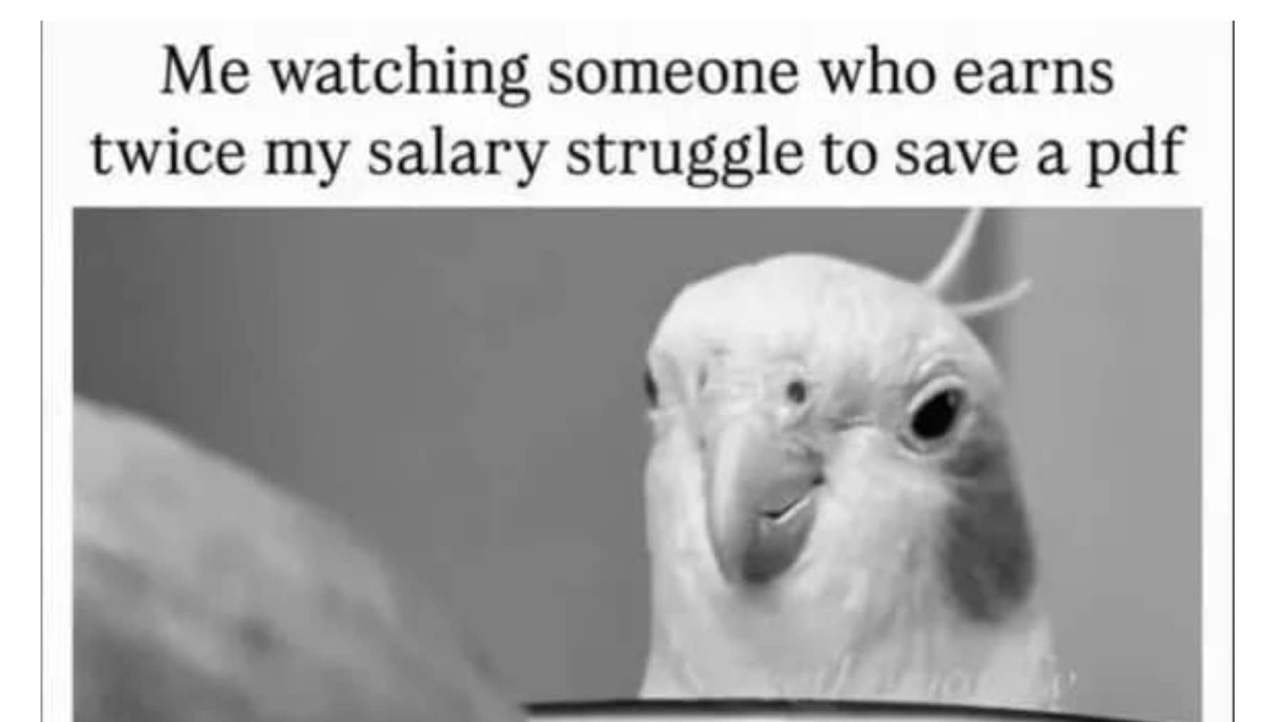 Funny cockatiel bird staring blankly with text about watching a higher-paid coworker struggle with PDFs.