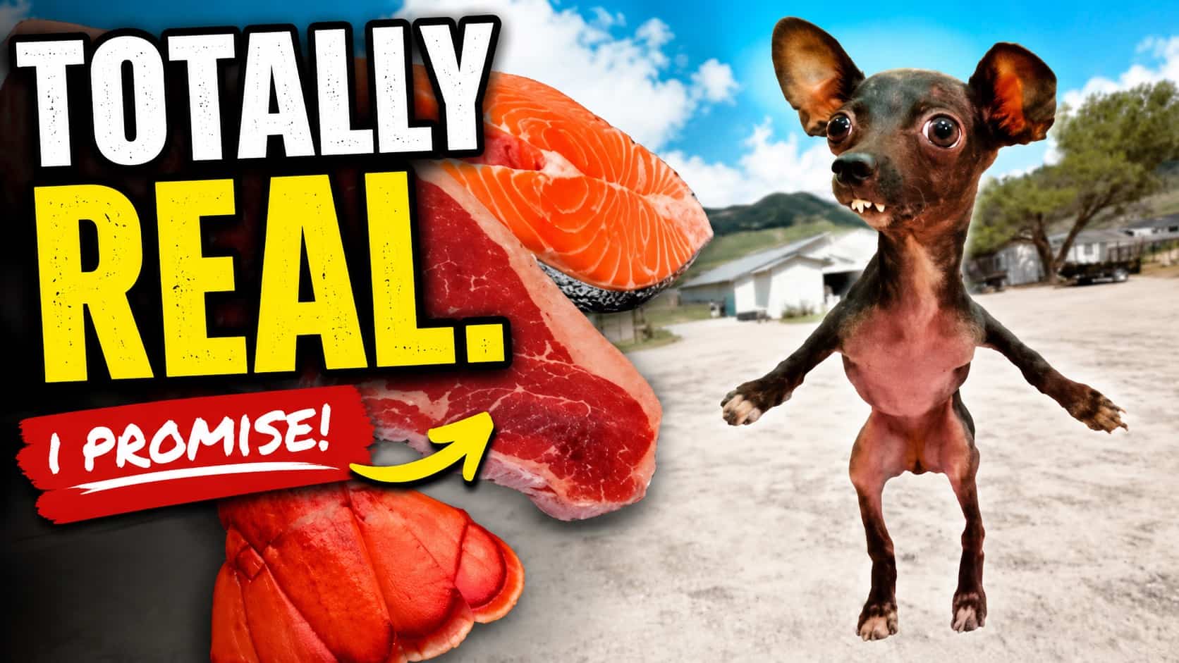 Funny youtube thumbnail featuring tiny dog and raw meat graphics outdoors.