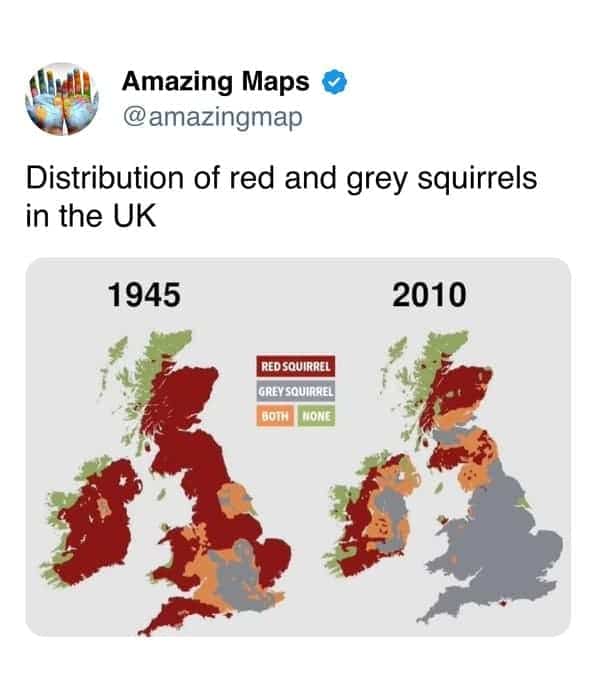 Map graphic showing dramatic decline of red squirrels versus grey squirrels in United Kingdom.