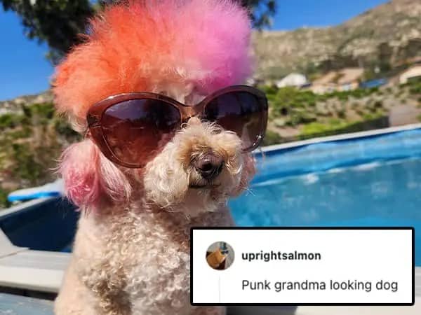 A small dog wearing sunglasses with its fur dyed bright pink and orange poolside.