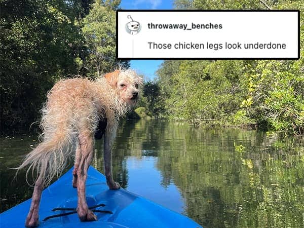 A scruffy, wet dog standing on a blue kayak looking back with skinny legs.