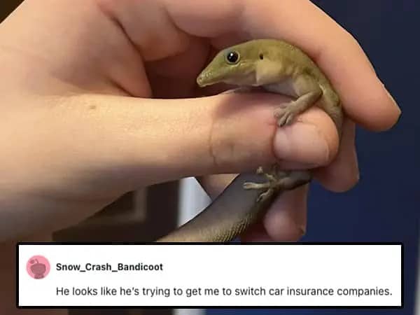 A small green lizard being held gently in a human hand looking smug.