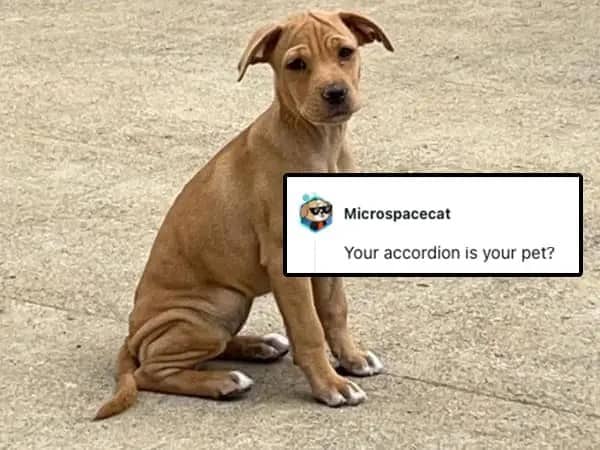 A brown puppy with heavily wrinkled legs sits on a concrete surface next to a roast comment.