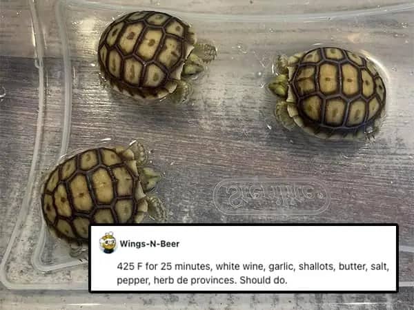 Three small baby turtles inside a clear container with a comedic cooking recipe overlay.