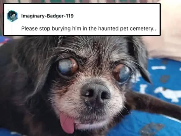 A close-up of an old black dog with milky eyes and a tongue sticking out.