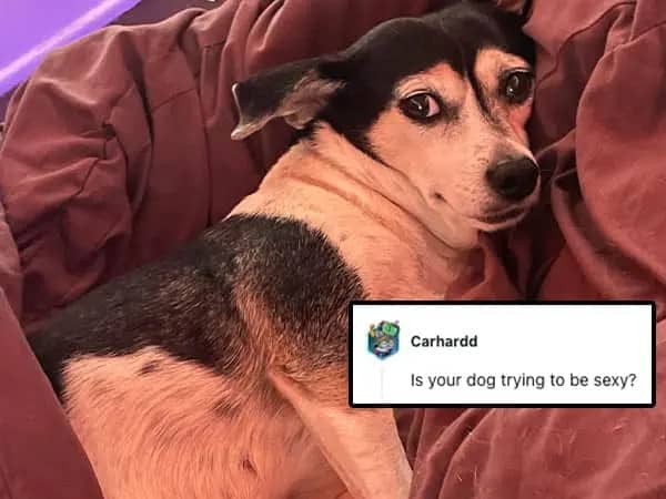 A dog lounging in a bed giving a humorous side-eye look at the camera lens.