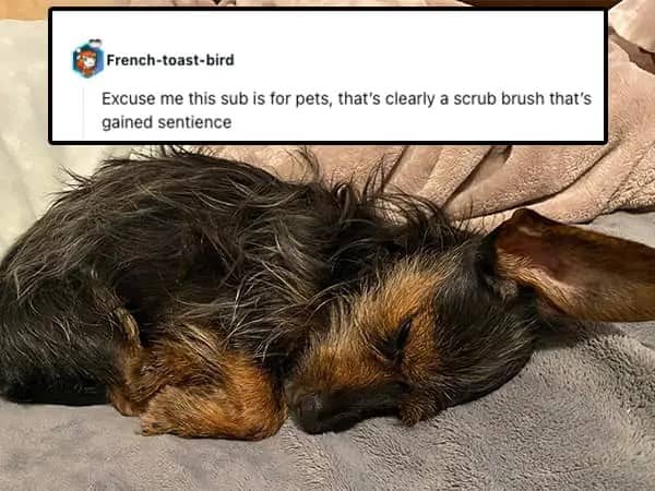 A scruffy black and brown dachshund mix curled up asleep on a grey blanket