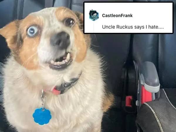 A wide-eyed dog inside a car showing an underbite and teeth in panic.