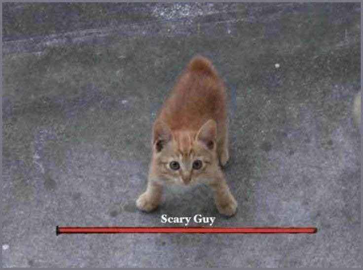 This viral classic meme portrays a small, innocent ginger kitten standing on a concrete ground looking directly up into the camera lens. The humorous visual is styled like an action video game, featuring a red boss health bar tracking across the bottom labeled with the text "Scary Guy."