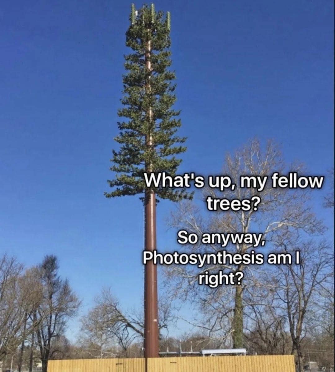 A funny classic meme visualizes trying to blend in with a photo of a massive cell phone tower awkwardly disguised as a giant pine tree.
