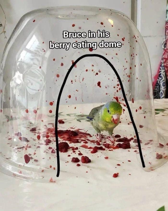 An incredibly funny classic meme features a tiny green parrotlet named Bruce standing inside an inverted clear plastic container labeled "Bruce in his berry eating dome." The walls of the plastic dome and the white table surface are intensely splattered with bright red berry juice, giving the innocent scene a hilariously chaotic, gory crime-scene appearance.