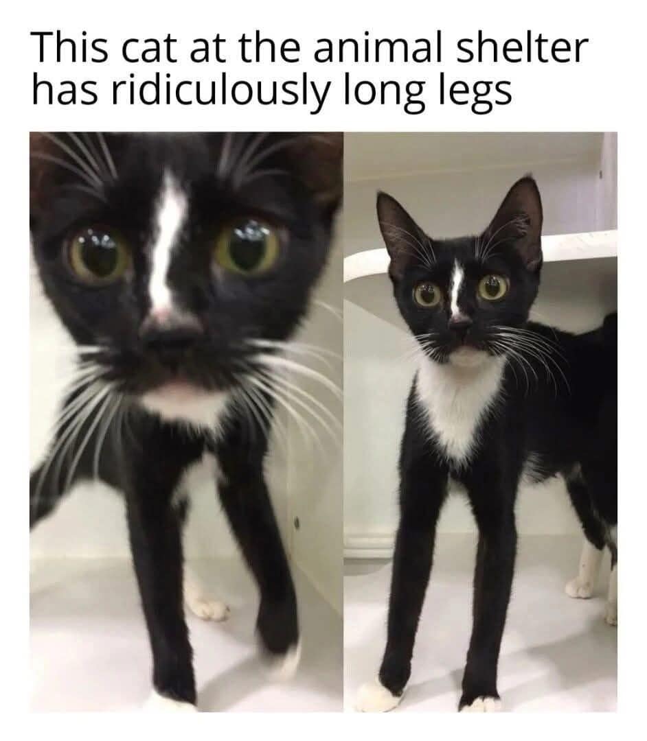 A popular classic meme frames a two-panel photo of an adorable black and white tuxedo cat with ridiculously long legs at an animal shelter.