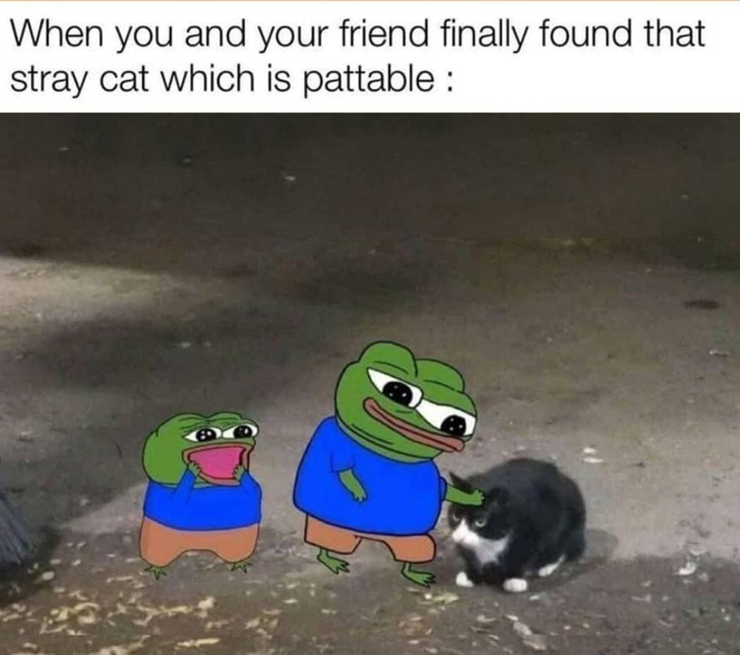 A wholesome old memes format depicts two animated Pepe the Frog characters eagerly petting a grumpy black-and-white stray cat outside.