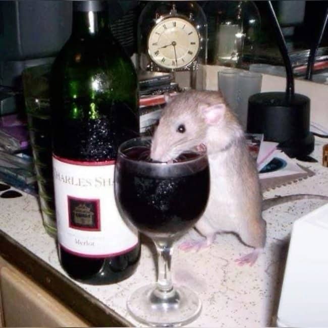 A pet rat drinking red wine from a glass represents hilarious cool animals enjoying happy hour.