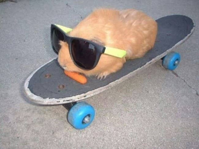 A cool guinea pig wearing neon sunglasses skates on a board for cool animals.