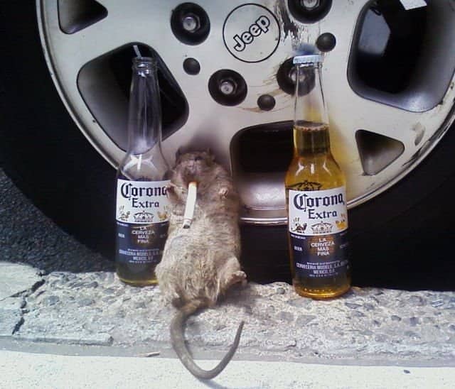 A passed-out rodent with a cigarette and beer bottles highlights wild cool animals partying hard.