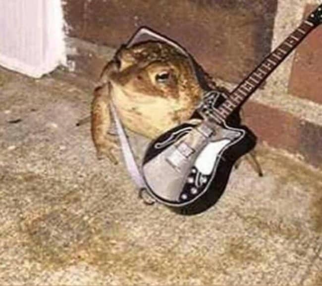An edgy toad wearing a miniature electric guitar rocks out in these funny cool animals.